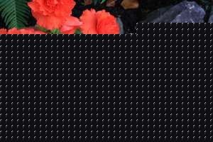 blumenbunt