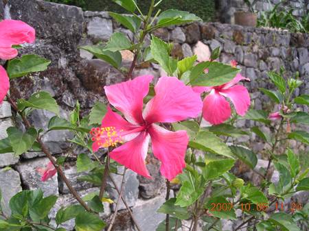 hibiskus